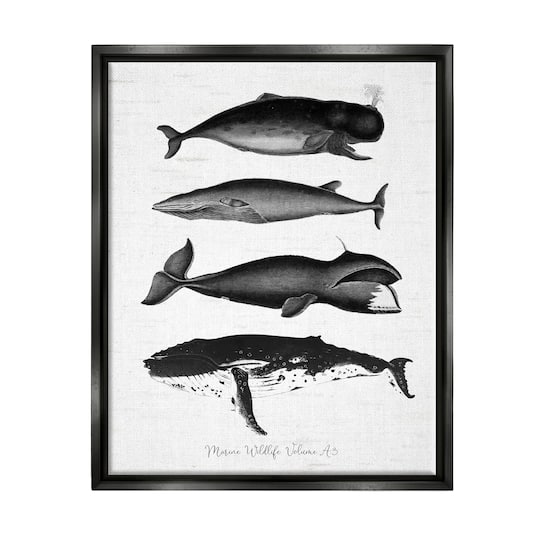 Stupell Industries Marine Wildlife Whales Drawings Diagram Framed Floater Canvas Wall Art